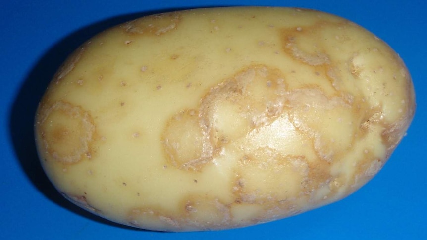 A potato with circular markings on the skin.