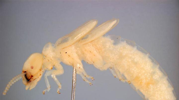 image of West Indian drywood termite