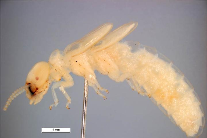 Image of the West Indian drywood termite