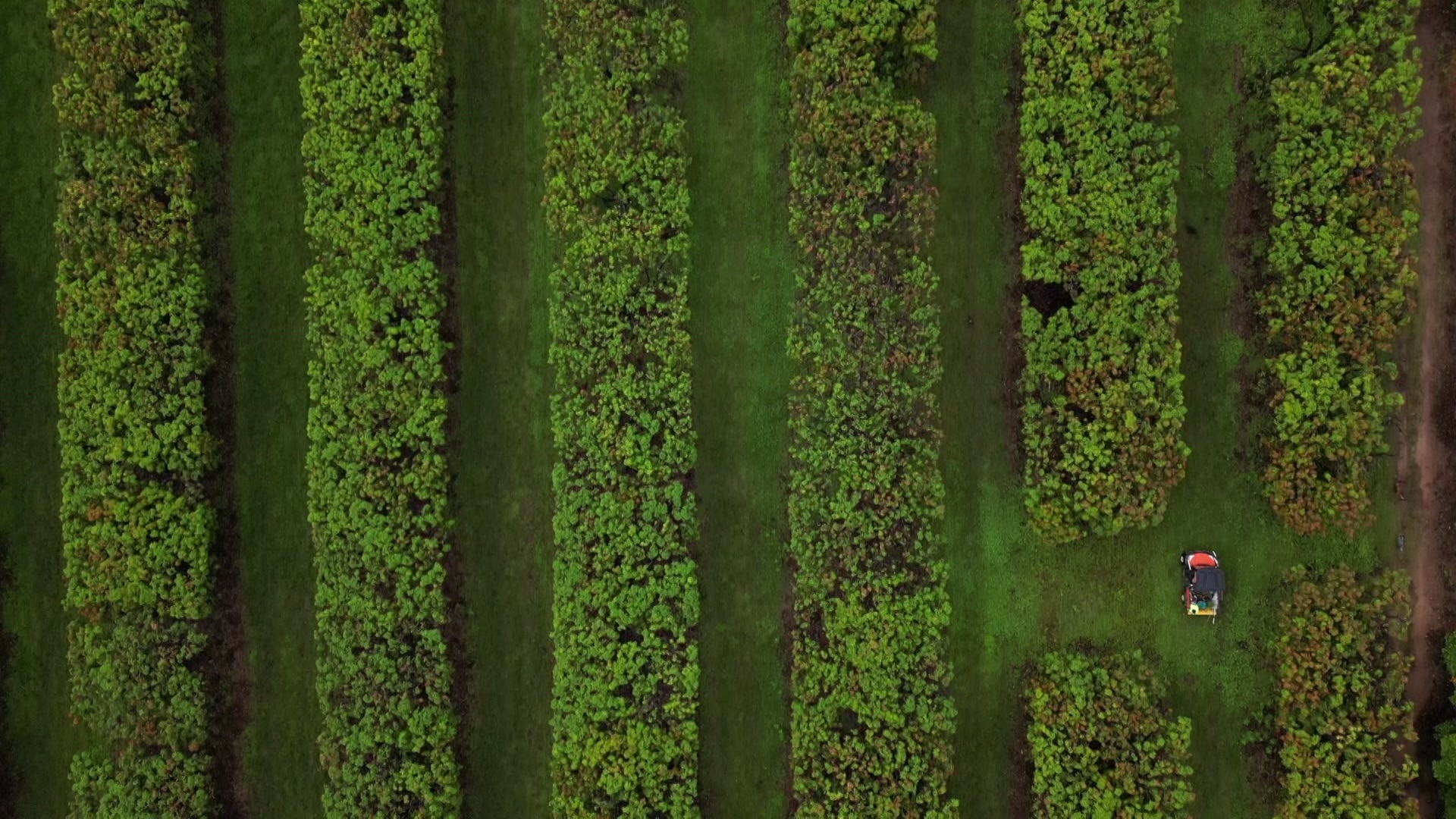 Photo of mango farm from above.