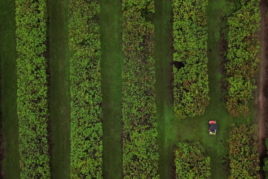 Photo of mango farm from above.