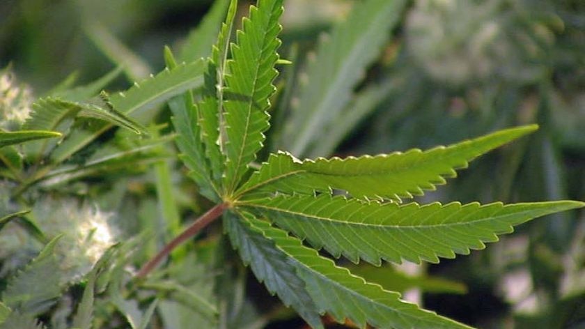 Police raid a home in Hawhorn east, seizing 60 cannabis plants