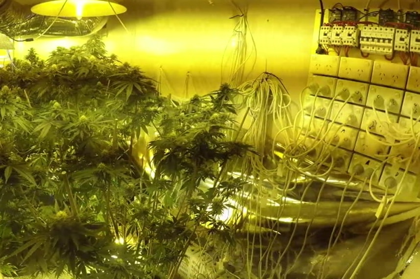 body or helmet cam footage of cannabis plants inside a house
