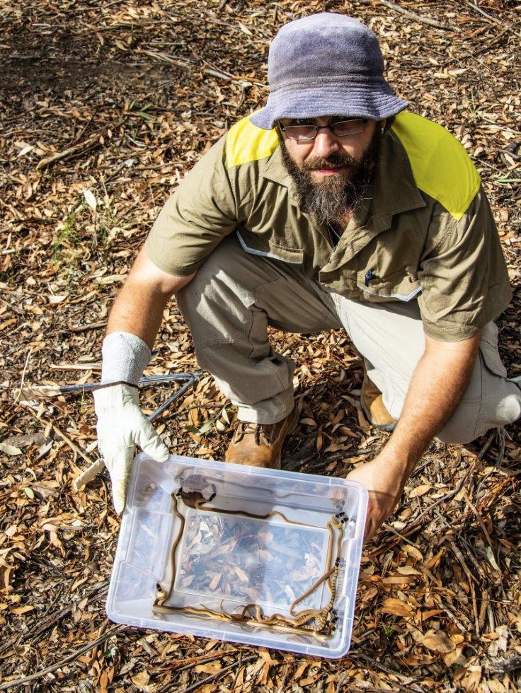 A snake catcher holds a clear plastic box containing 11 tiny eastern brown snakes, about to be released into the bush.