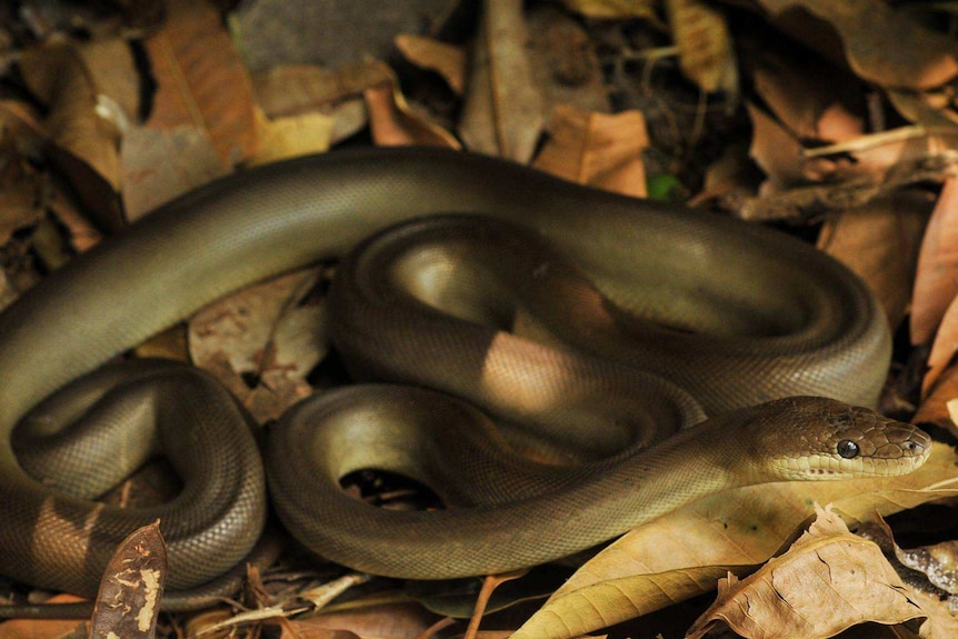 An olive python sits in leaf litter