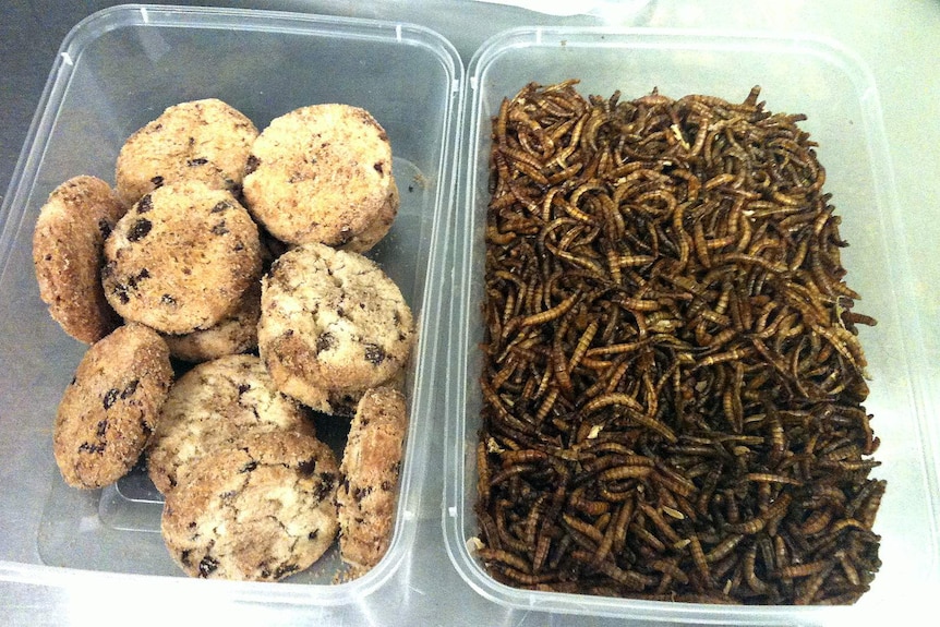 Choc chips and mealworms