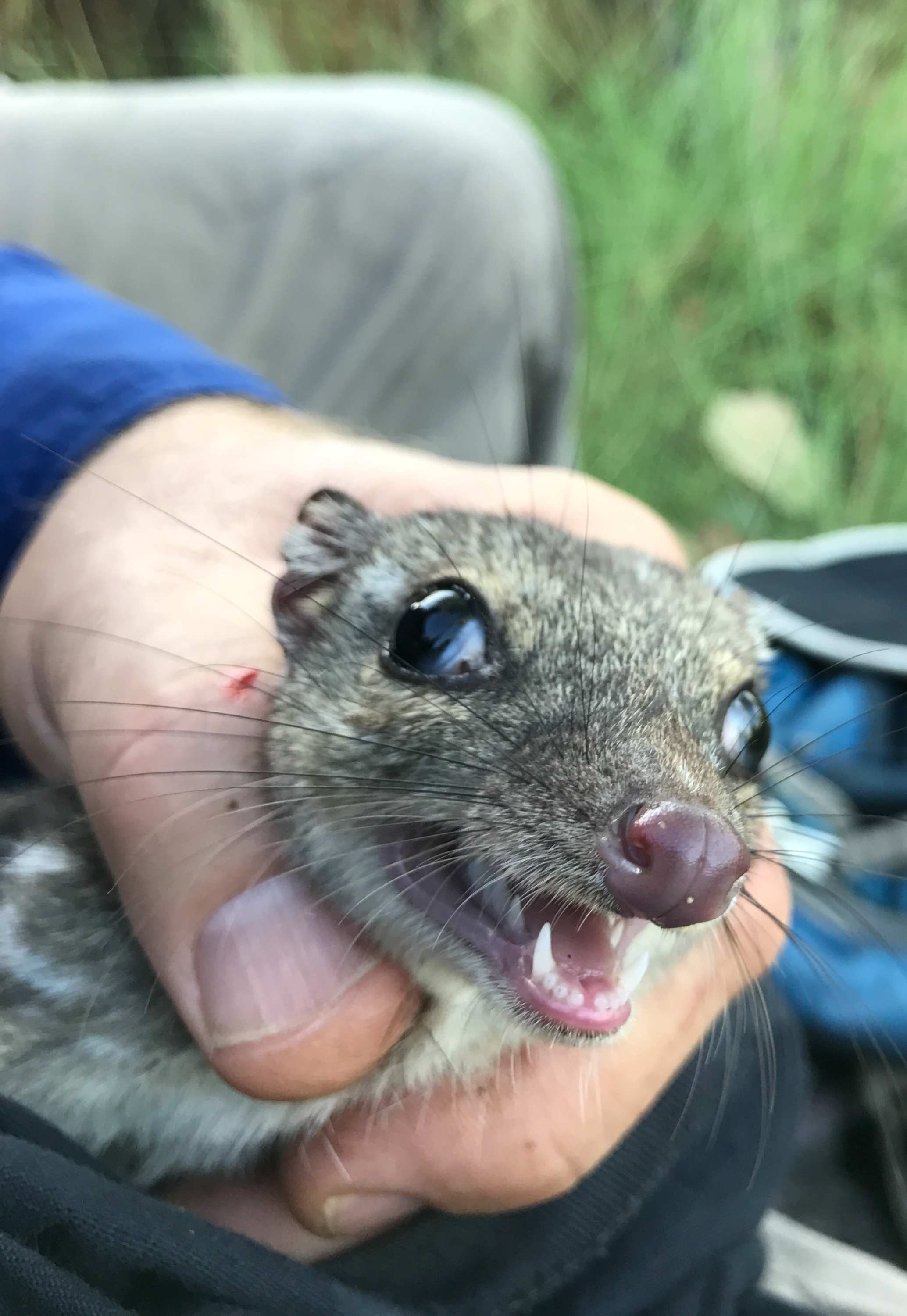 First helicopter drops of cane toad sausages prompt design tweak ABC News