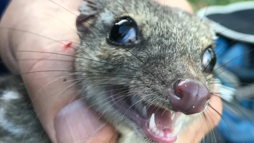 A northern quoll held by a researcher.