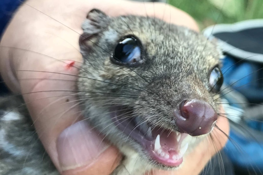 A northern quoll held by a researcher.