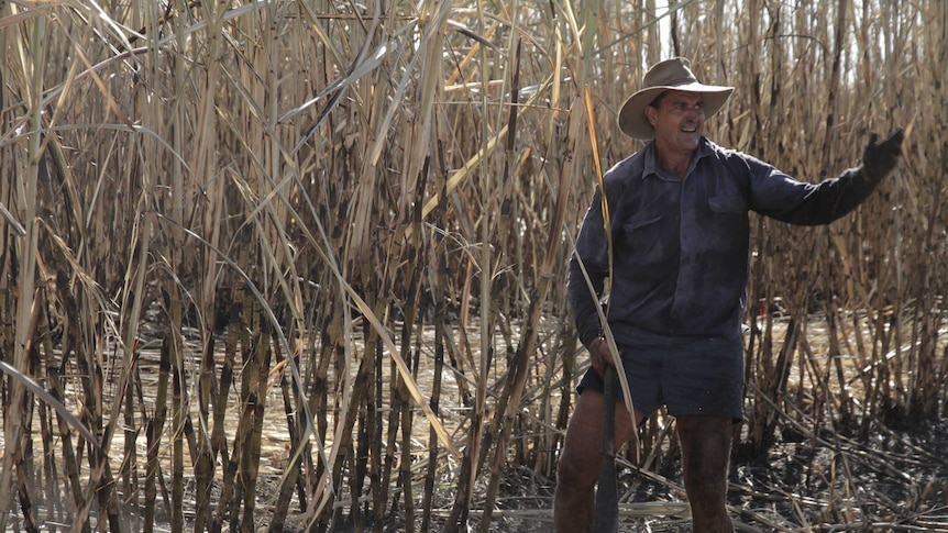 man in cane field