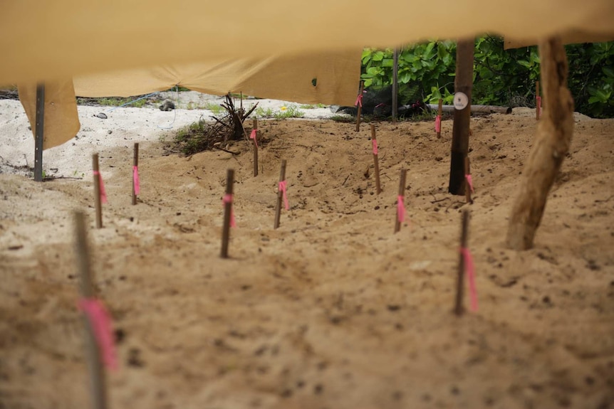 Cream coloured shade cloth held about a foot above the sand by sticks.