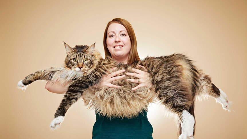 Ludo the Maine Coon held by his owner