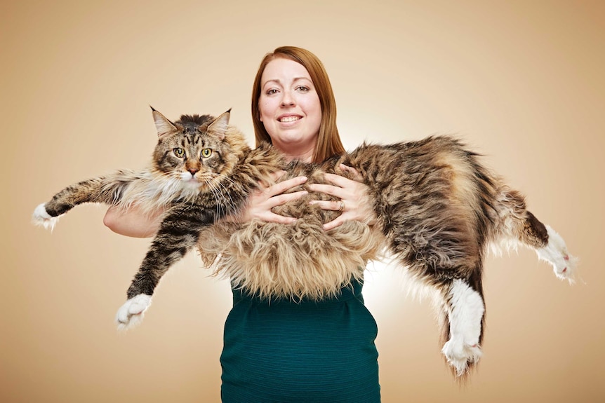 Ludo the Maine Coon held by his owner