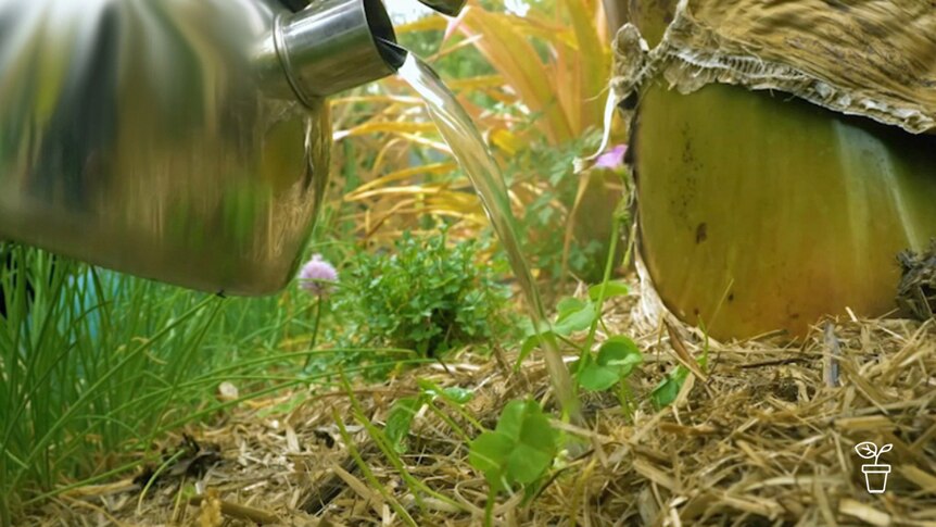 Kettle pouring steaming water onto weeds in a garden bed