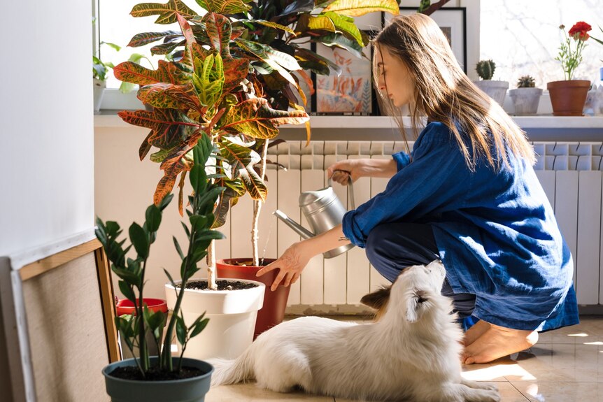 a woman with a dog watering indoor pot plants