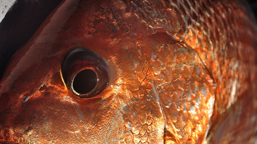 A golden snapper