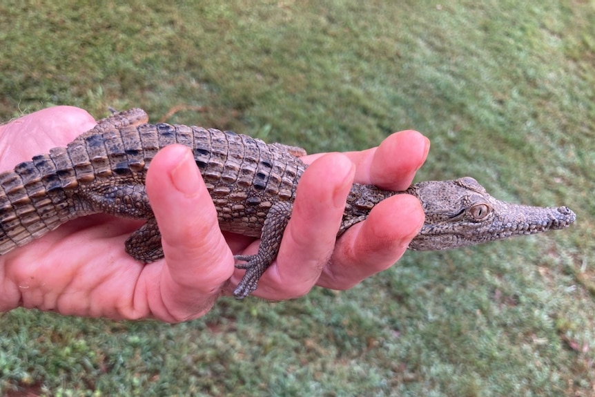 Small freshwater crocodile in someone's hands