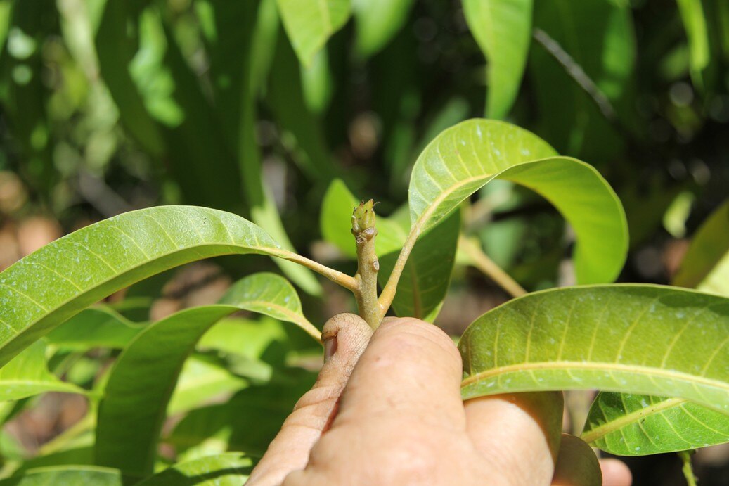 Cool Mornings And Warm Days Provide Good Weather For Flowering Mango Trees In Katherine Abc News