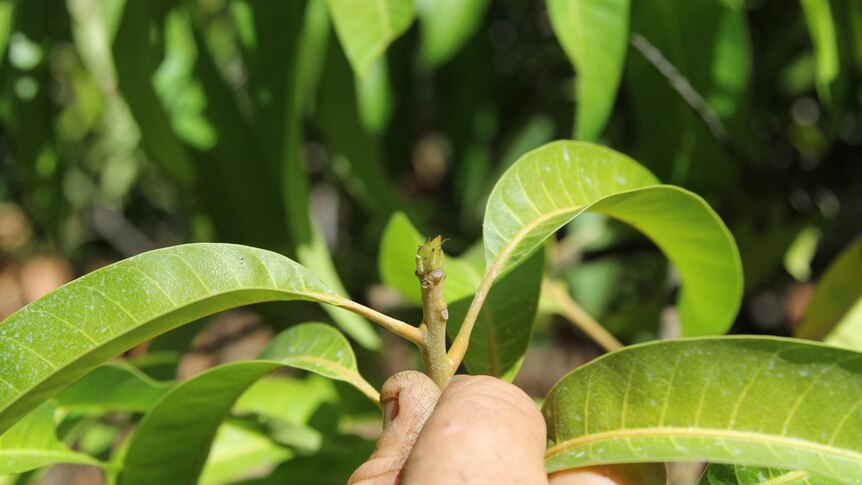 a hand holding a mango tree branch with a bud coming through.