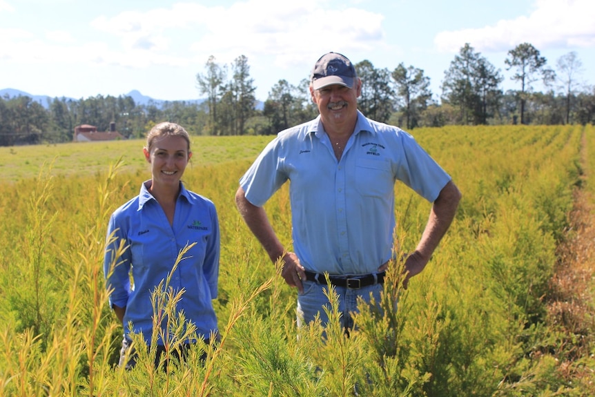 Tea tree grower Jordan Slarke and marketing manager Elodie Cordonnier standing in a tea tree field of Waterpark Farm at Byfield.