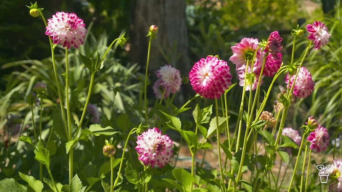 Pink and white flowers growing in a garden
