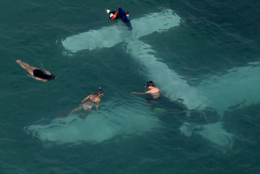 Snorkellers swimming around the wreckage of a plane