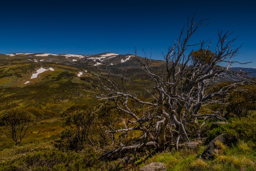 Snow gum with mountains and snow in background
