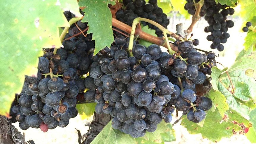 Grapes ready for harvest on the Granite Belt
