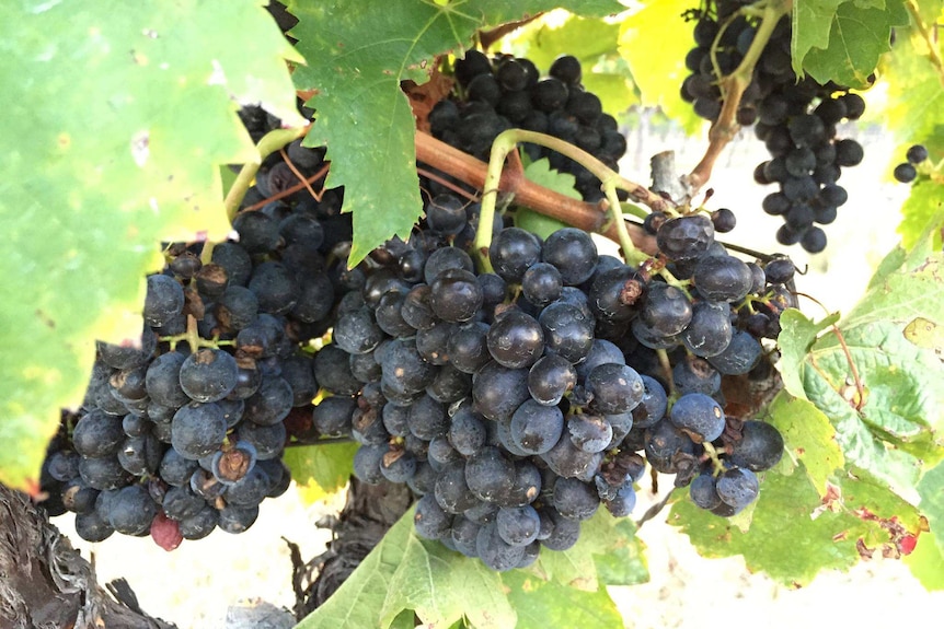 Grapes ready for harvest on the Granite Belt
