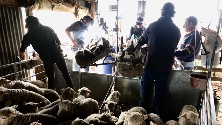 Workers stand in a pen of sheep, two sheep held in crushes for mulesing.