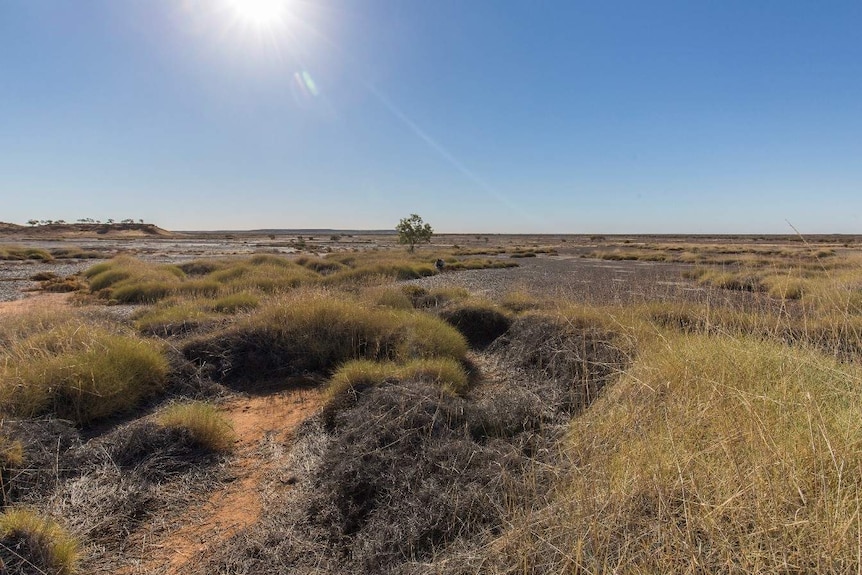 A daylight shot of a flat grassland, patchily covered with clumps of green and grey spinfex.