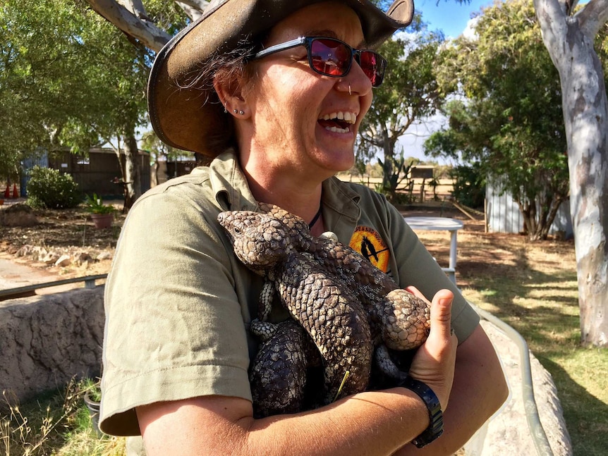 Мишел Джоунс държи три гущера бобтейл и се усмихва в Greenough Wildlife & Bird Park, южно от Джералдтън.