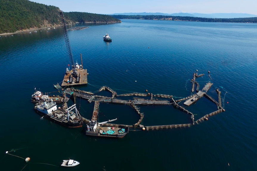 An aerial image shows collapsed salmon pens near an island.