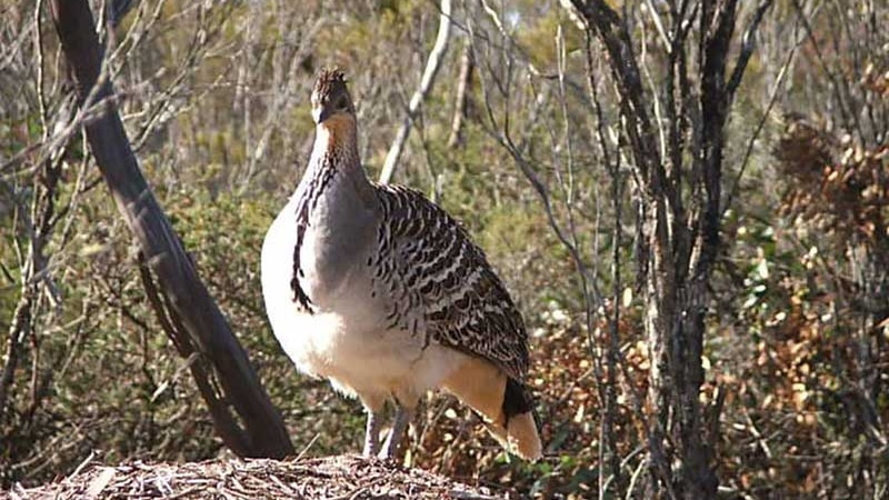 A large bird stands in an outback setting.