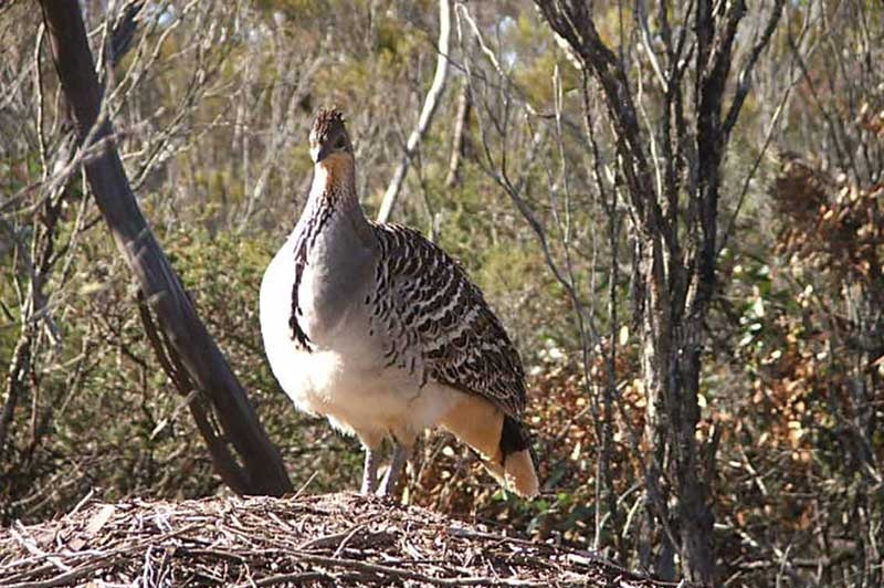 A large bird stands in an outback setting.
