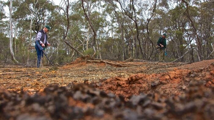Prospectors using metal detectors in the bushland