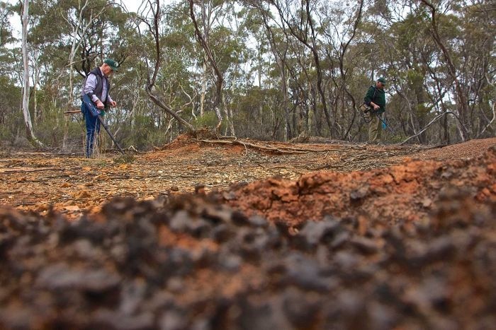 Prospectors using metal detectors in the bushland