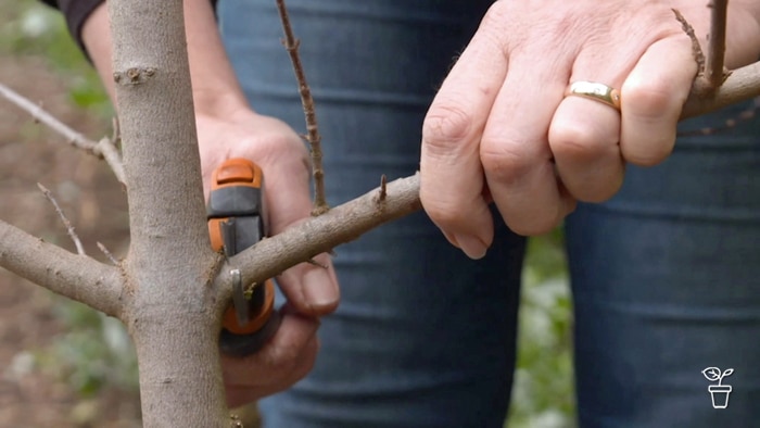 Tree branch being pruned with secateurs