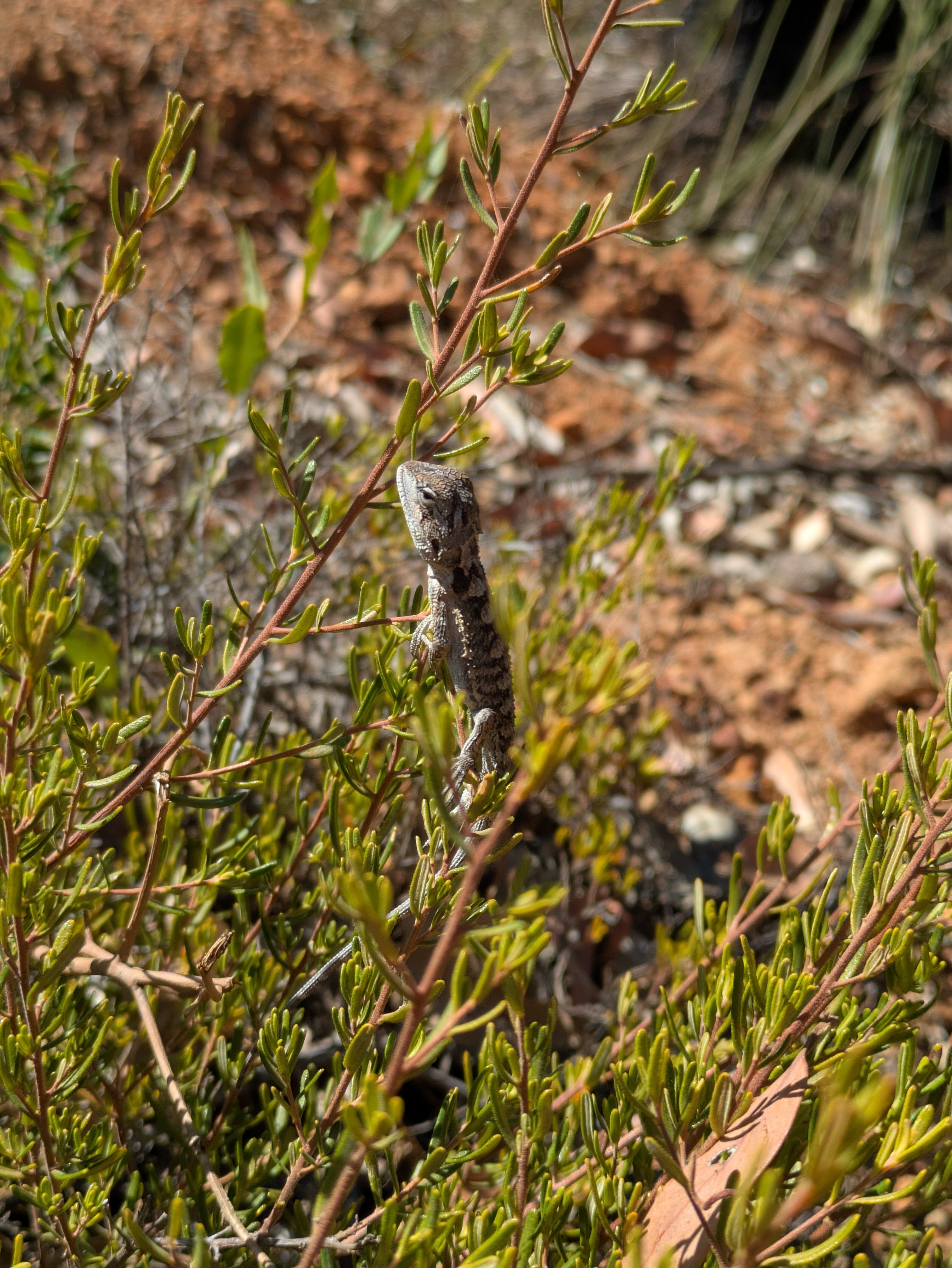 A small grey lizard with dark banding holding onto a shrub limb near the ground.