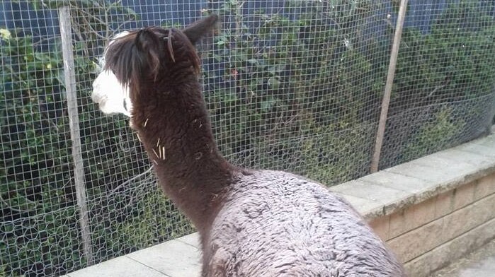 This alpaca in Duffy woke with a layer of frost this morning.