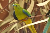 An orange-bellied parrot in captivity.