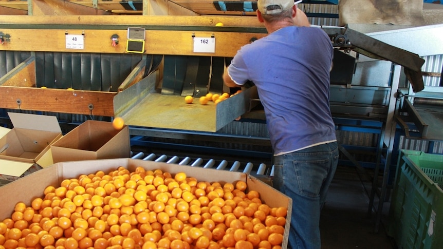 Backpackers filling fruit harvest gap