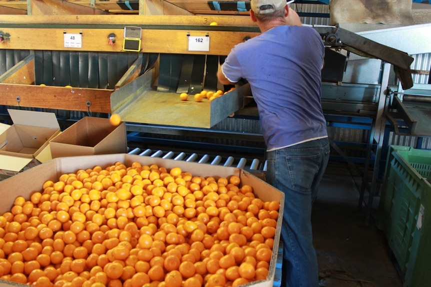 Backpackers filling fruit harvest gap