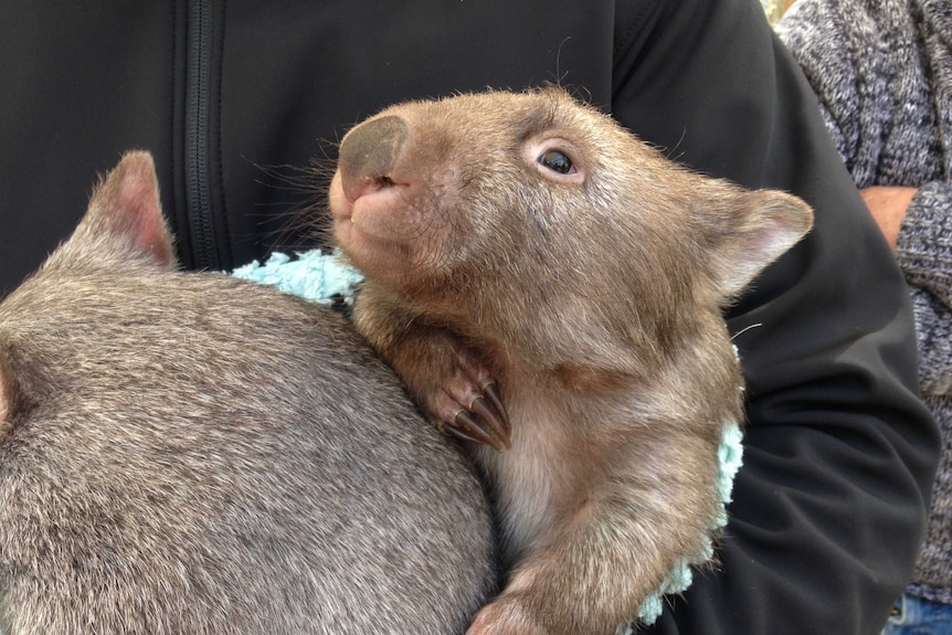 Orphaned baby wombats Frodo and Biscuit