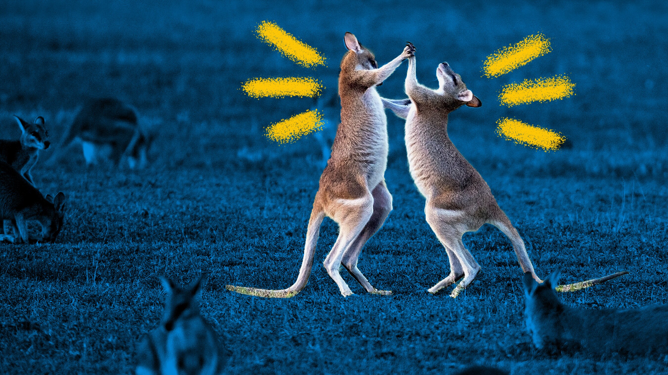 Two kangaroos on their hind legs are fighting among other kangaroos