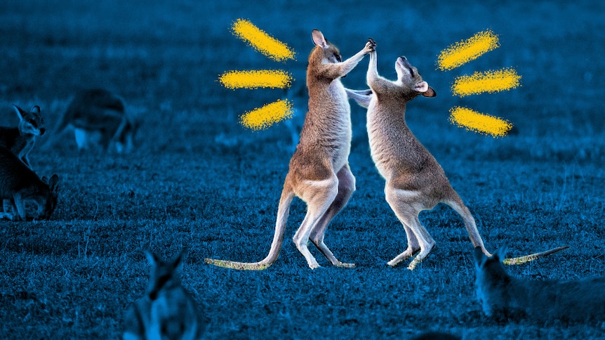 Two kangaroos on their hind legs are fighting among other kangaroos