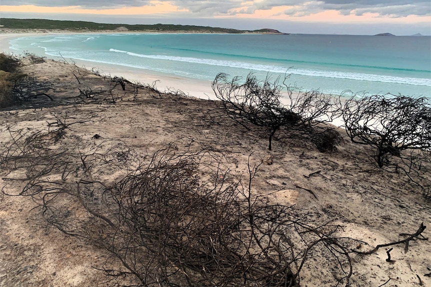 The beach is pictured from above with burnt shrubs in foreground 