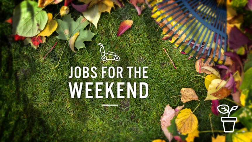 Leaves on lawn being raked with text' Jobs for the Weekend'