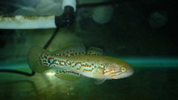 The purple-spotted gudgeon has been in decline during drought years
