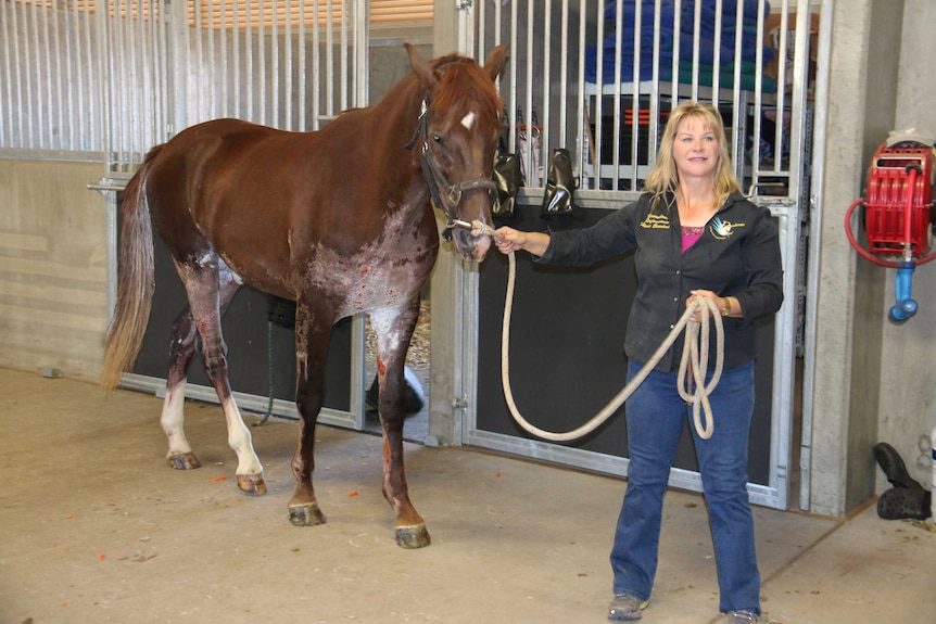 Finn the horse recovering from burns